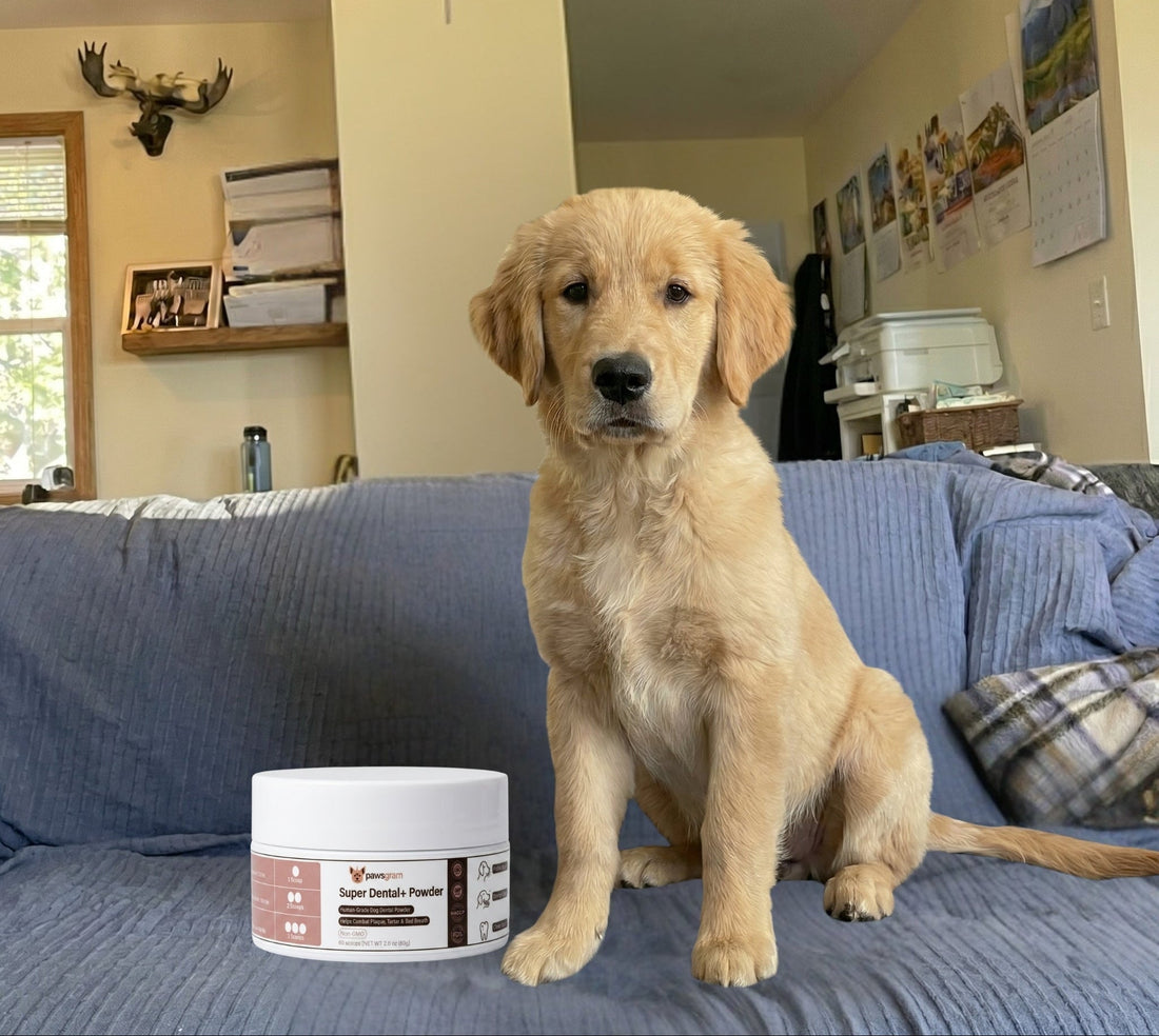 7 Simple Reasons Taurine+ Powder is the Easiest Way to Support Your Dog’s Heart