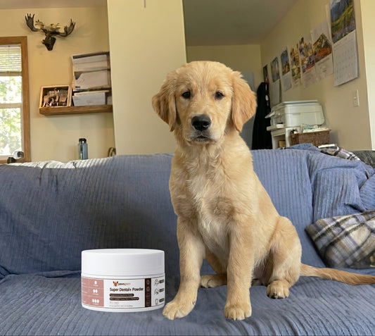 7 Simple Reasons Taurine+ Powder is the Easiest Way to Support Your Dog’s Heart